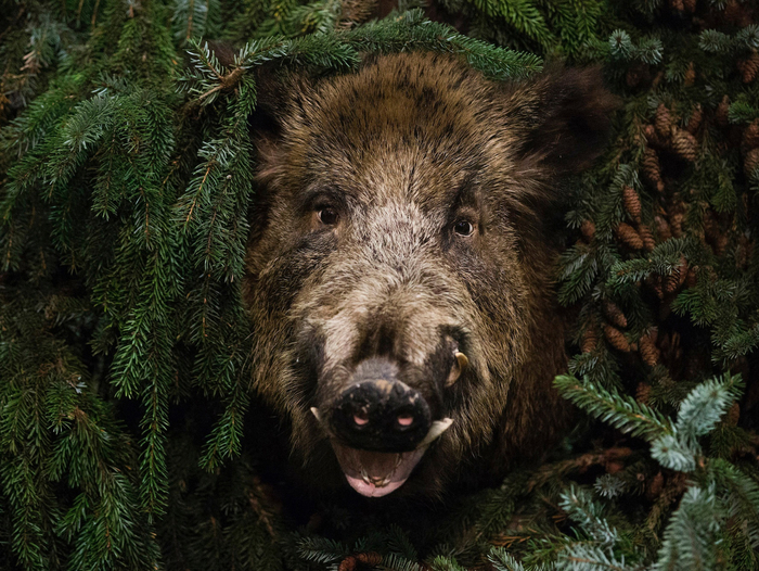 Довольного кабана видно сразу — так и светится от счастья!