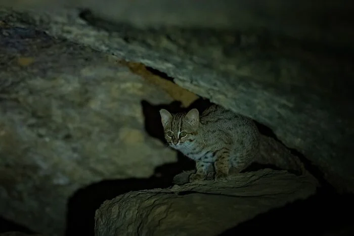 Spotted red cat - Rusty cat, Small cats, Cat family, Predatory animals, Wild animals, wildlife, Reserves and sanctuaries, India, The photo, Night shooting