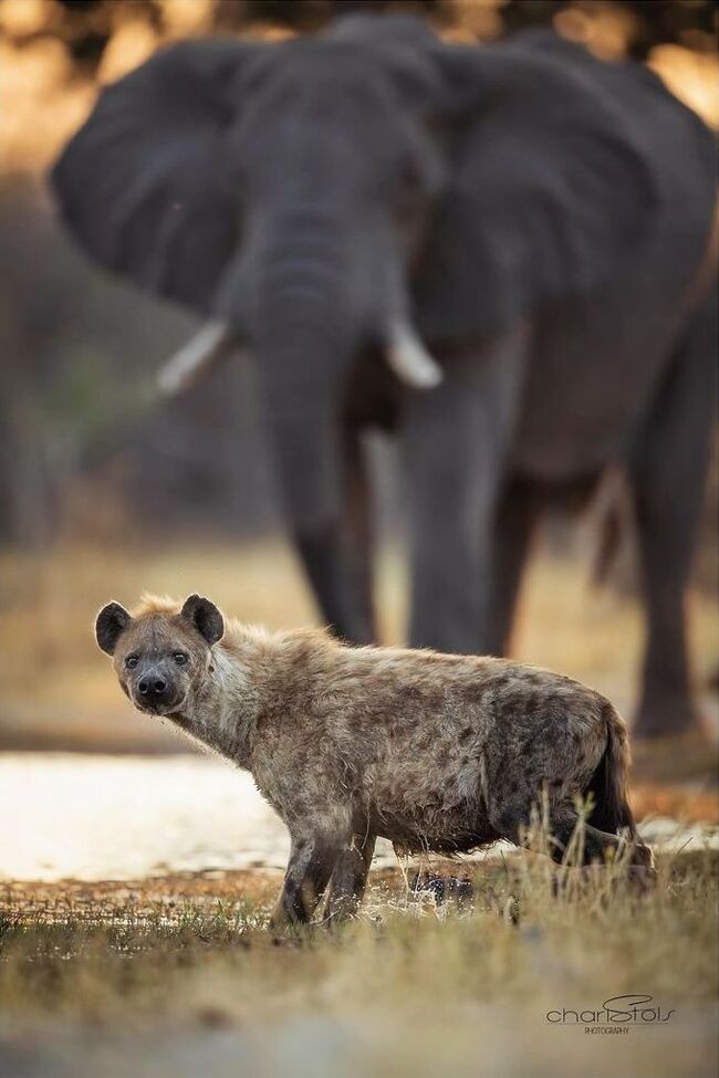 Meeting by the water - Hyena, Spotted Hyena, Predatory animals, Elephants, Wild animals, wildlife, Reserves and sanctuaries, South Africa, Water, The photo