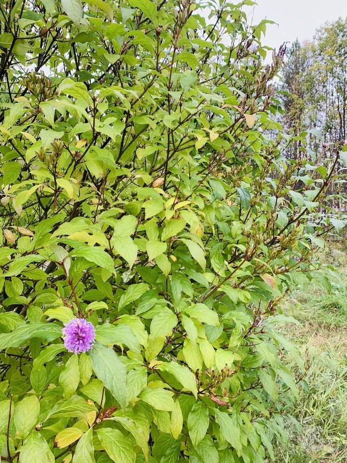 Reply to the post August 52. The raspberries are out - My, Harvest, September, Weather, Murmansk region, Lilac, Nature, Reply to post