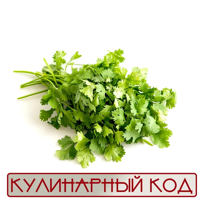 Culinary code. Spicy herbs. Coriander (cilantro) - My, Cooking, Food, Nutrition, Products, Coriander, Coriander, Facts, Knowledge, Longpost