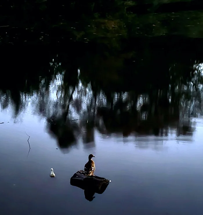 The Duck and the Bottle - My, Duck, Evening, Mobile photography, River, Nature, Bottle