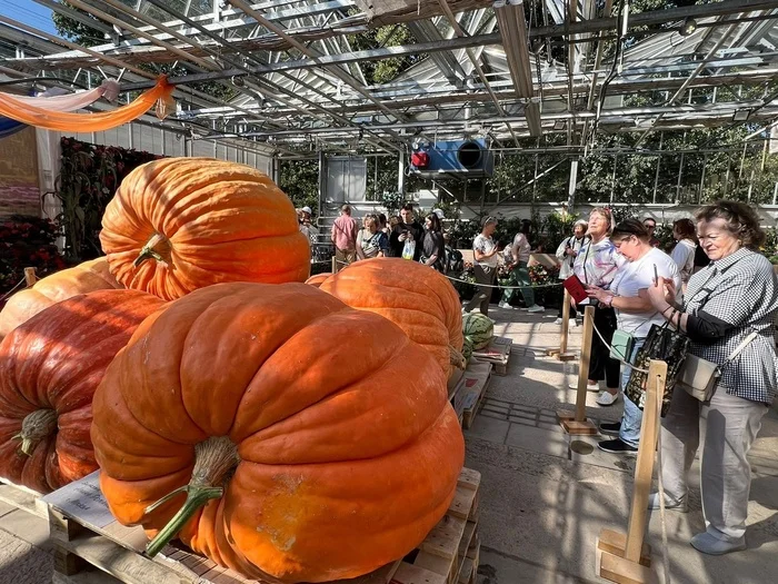 Tomorrow is the last day to see the giant pumpkins in the MSU Apothecary Garden - My, Plants, Vegetables, Garden, Gardening, Video, Video VK, Giant pumpkin