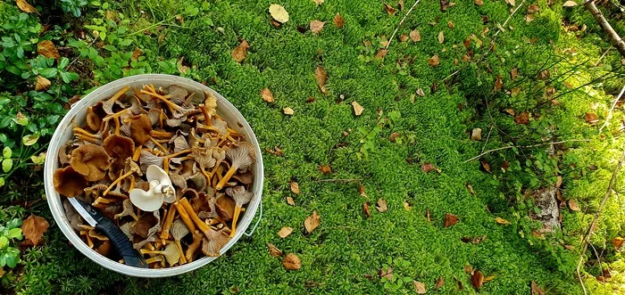 Trumpet Chanterelle - My, Mushrooms, Mushroom pickers, Chanterelles, Mobile photography