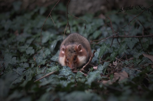 Wild European Hamster (Carbysh) - My, Karbysh, Hamster, Crimea