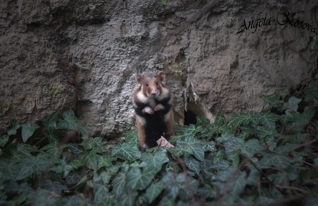 Wild European Hamster (Carbysh) - My, Karbysh, Hamster, Crimea