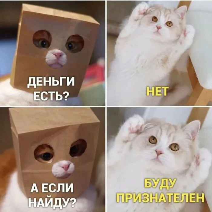 #O4O5 - Humor, Screenshot, Picture with text, Memes, cat, Money