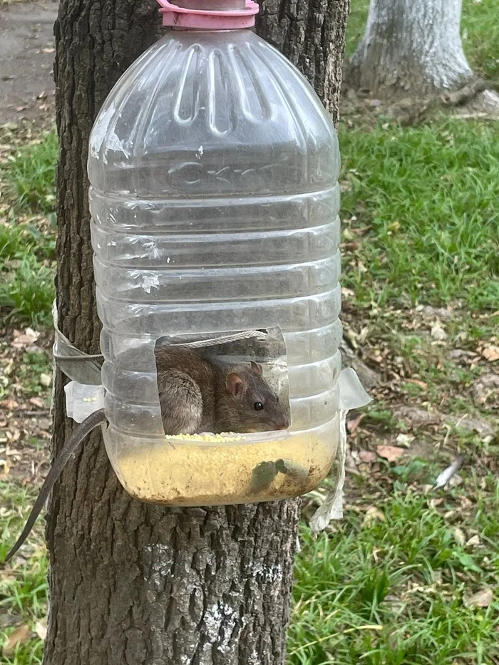 Identifies itself as a sparrow - My, Rat, Pets, Fluffy, Trough, The photo