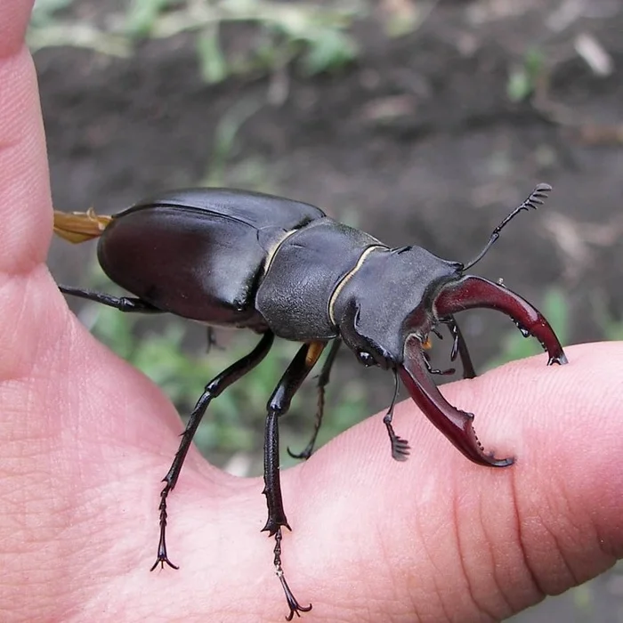 Pinched! - My, Entomology, Жуки, Deer Beetle, Insects, Informative, Macro photography, Longpost