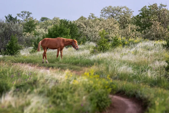 When the acacia blossoms - My, Feather grass, Steppe, Rostov region, Horses, Landscape