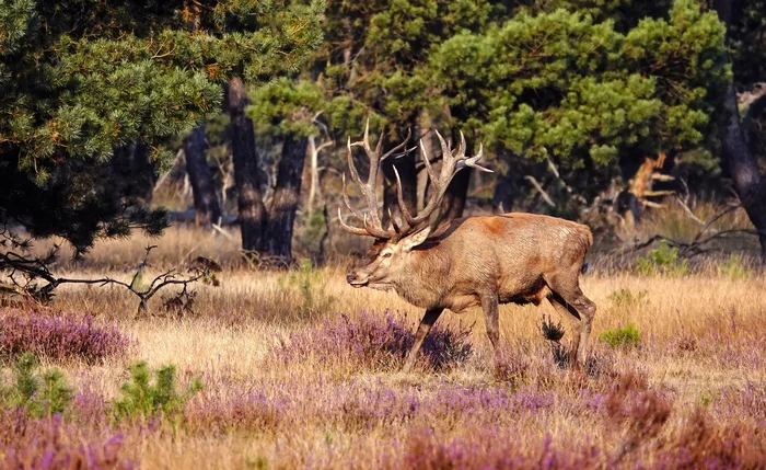 Amsterdam Reservoirs Nature Reserve - My, The photo, Netherlands (Holland), Nature, Deer