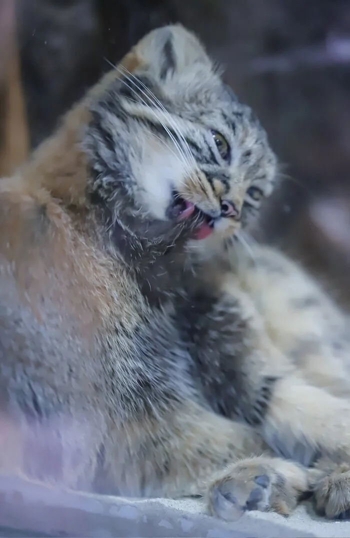 Little problems of a baby manul :3 - Wild animals, Zoo, Predatory animals, Cat family, Pallas' cat, Young, Small cats, Licking