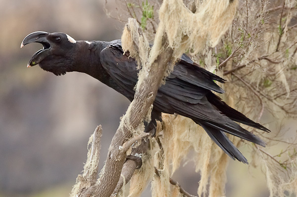 Bronze Crow: The Gigachad of the Bird World. But That Enormous Beak Hides a Nasty Secret - Crow, Birds, Animals, Wild animals, Yandex Zen, Yandex Zen (link), Longpost