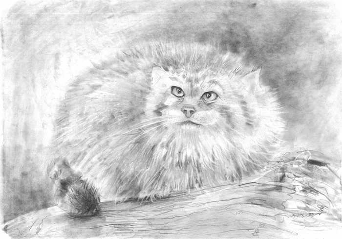 Pallas's cat - My, Pallas' cat, Animals, Drawing, Pencil drawing, Beginner artist