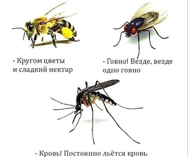 Everyone sees it differently) - Memes, Humor, Insects, Picture with text