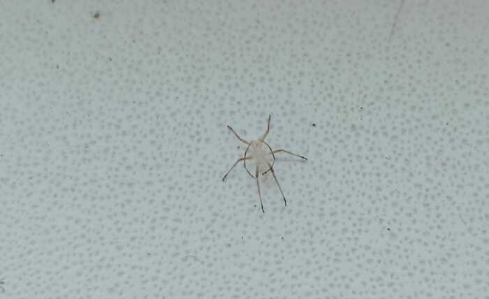 Help - My, Arachnophobia, Spider, Жуки