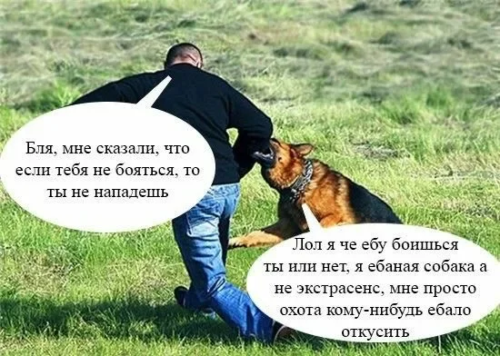 Biting dogs - Dog, Kus, Bites, Human rights, Mat, Picture with text, Images, Be aware of dogs, Longpost