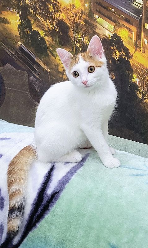 A kitten 3.5 - 4 months old really needs a home! - My, In good hands, Cat lovers, Kittens, cat, Moscow, Moscow region, No rating, Longpost, I will give, Is free, Kindness, Care, Fluffy, Small cats, Pets, Pet the cat, Video, Vertical video