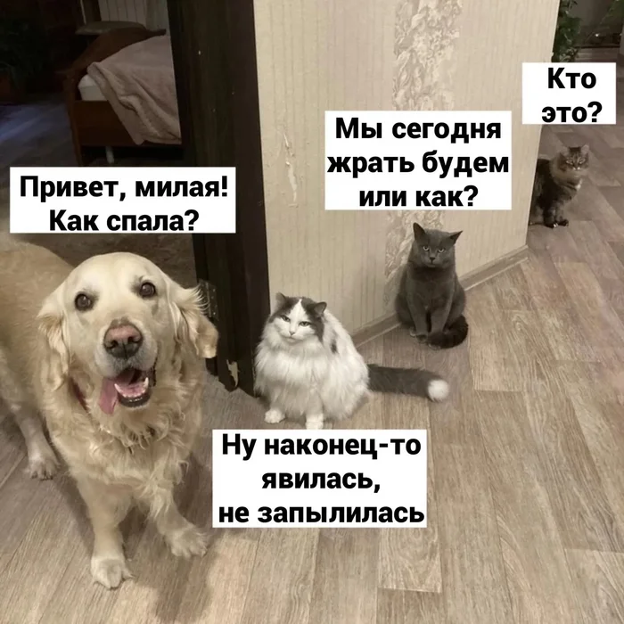 How a dog greets its owner in the morning... - Dog, cat, Morning, Picture with text, Cats and dogs together