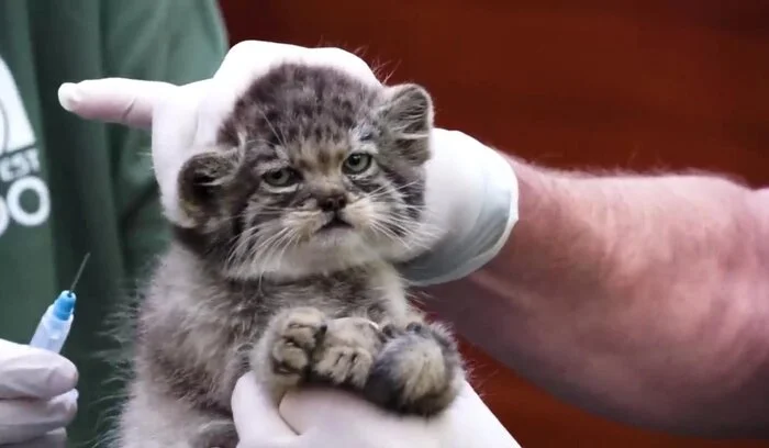 Just try... I'll grow up and bite your hands off! - Wild animals, Zoo, Predatory animals, Cat family, Pallas' cat, Small cats, Young, Syringe, Vaccination