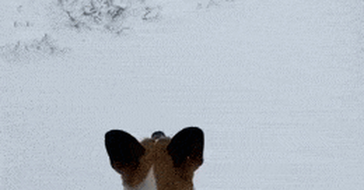 Dog gifs - GIF, Assorted, Dog, Longpost