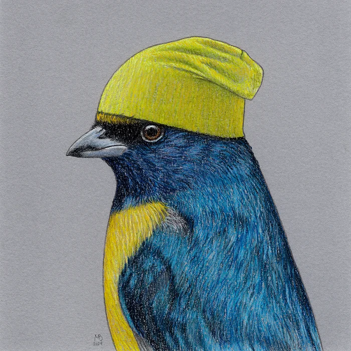 Yellow-capped Euphonia - My, Birds in hats, Art, Drawing, Birds, Animalistics, Pastel, Traditional art, Cap