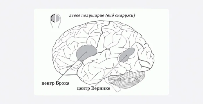 Общение с точки зрения нейрофизиологии: как мы понимаем и воспроизводим речь - Нейрофизиология, Коммуникации, Нейронаука, Наука, Биология, Общение, Речь, Мозг, Ученые, Совершенство, Саморазвитие, ВКонтакте (ссылка), Длиннопост, Моё