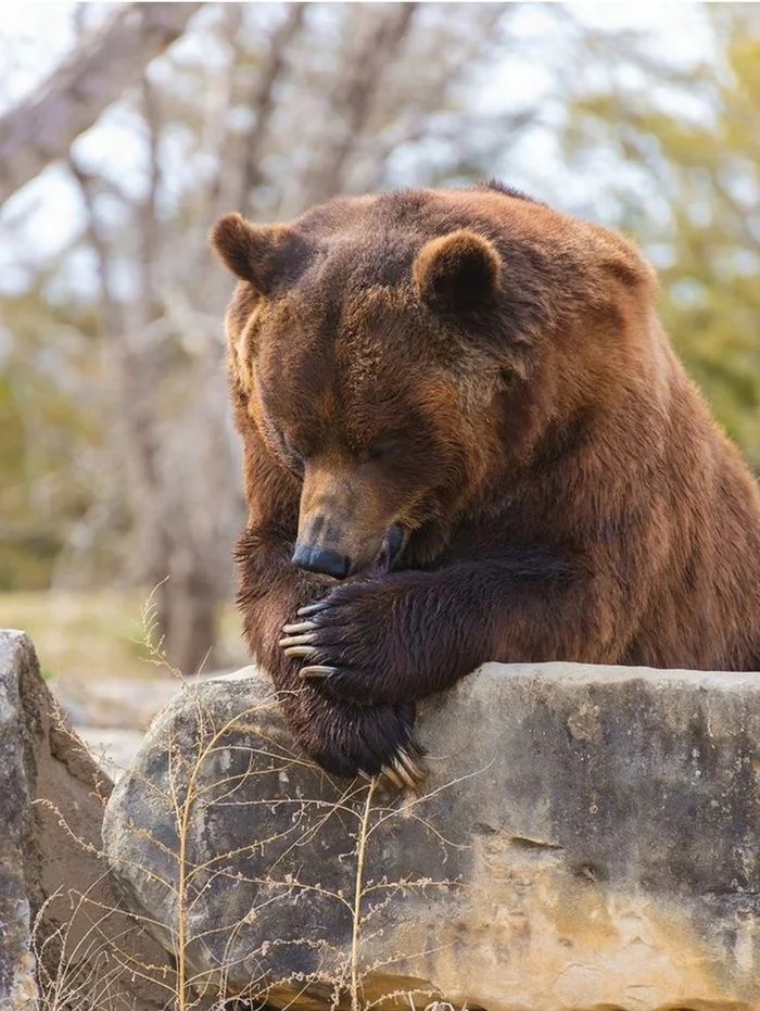 IN MUCH WISDOM THERE IS MUCH SORROW - My, The Bears, Story, Forest, A life, Animals, Writing, Literature, Author's story, Text, About everything, Creation