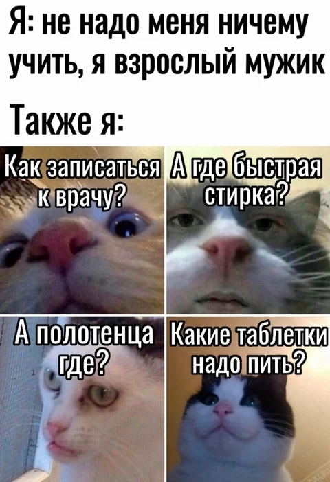 Male:)) - Humor, Picture with text, cat, Men