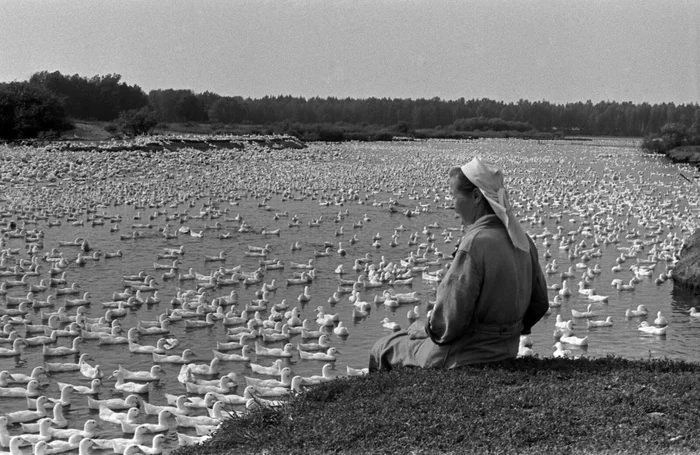 Restless economy, Mari ASSR, 1967 - the USSR, Farm, Made in USSR, Telegram (link), Retro, 60th, Pond, Duck, Гусь