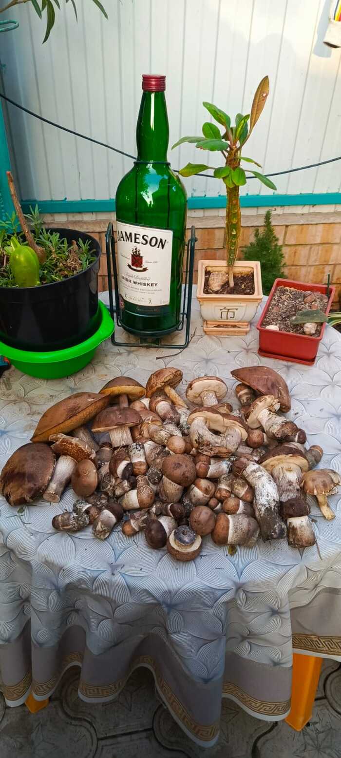 The vacation begins! - My, Mushrooms, Autumn, River, Boletus, Silent hunt, Longpost