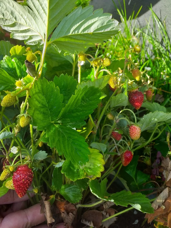 August 52. Strawberries are in season - My, Autumn, Harvest, Strawberry, Humor, Weather, Expectation and reality, The photo