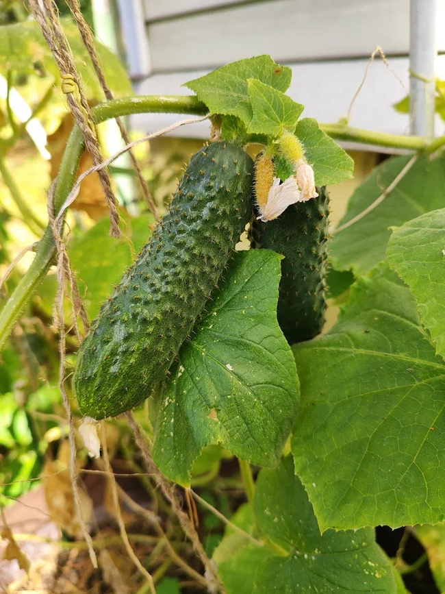 Reply to the post August 52. The raspberries are out - My, Harvest, September, Weather, Saint Petersburg, Reply to post, Longpost