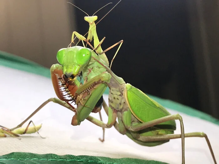 Predatory Saint - Animals, Mantis, Camouflage, Malaysia, Longpost