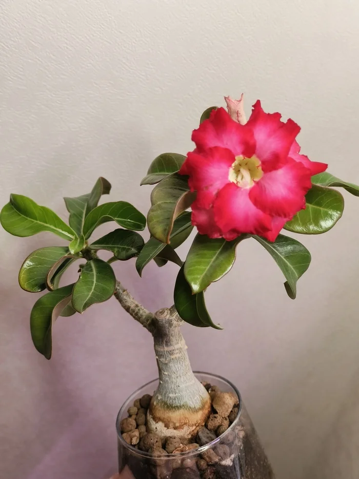 Small flowering baobab - My, Flowers, Adenium, Succulents, Houseplants, Botany, Longpost