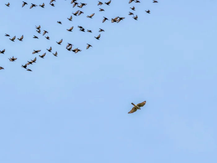 The starlings have won - My, The photo, Photo hunting, The nature of Russia, Birds, Nature, Starling, Bird watching, Ornithology League, Ornithology