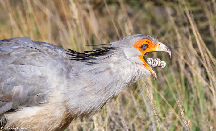 Птица-секретарь поедает молодь кротового ужа