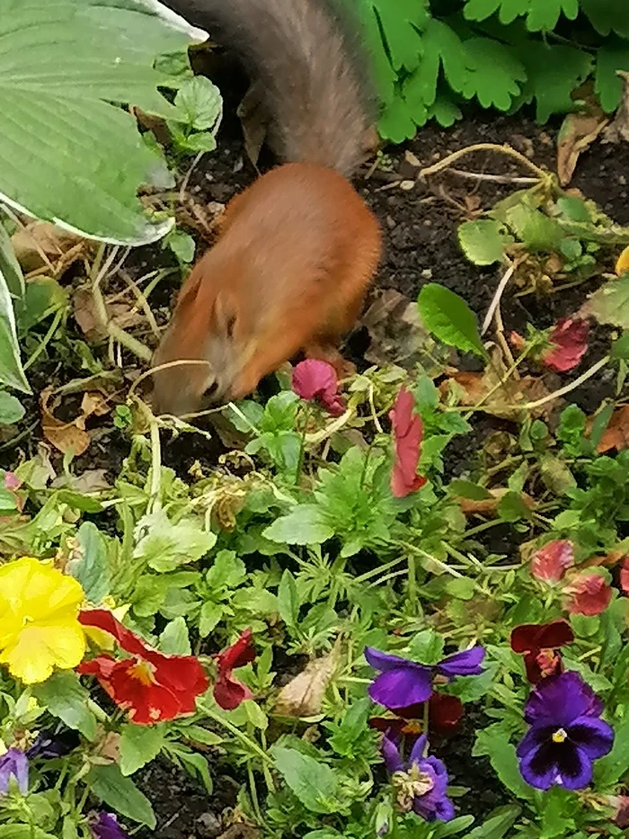 A squirrel came to me - My, Yekaterinburg, Ural, The photo, Squirrel, The park, Arboretum, The nature of Russia, Video, Vertical video, Longpost