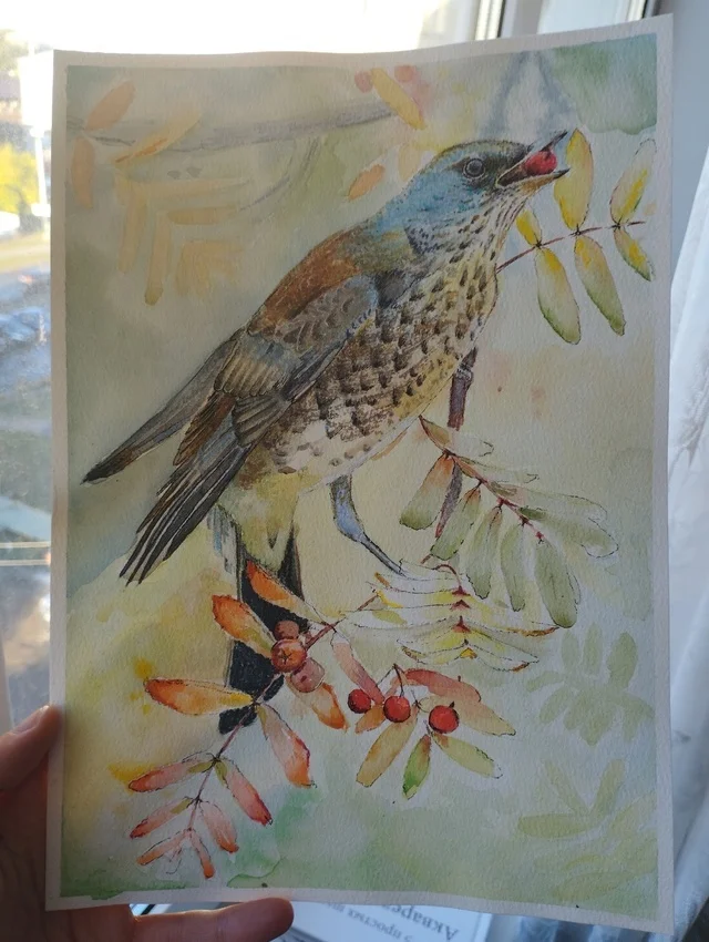 Thrush on a rowan tree - My, Thrush, Watercolor, Sketch, Autumn