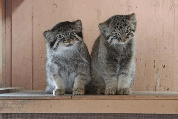 Young Bol and young Tabbychka - Predatory animals, Wild animals, Cat family, Pallas' cat, Zoo, The photo, Small cats, Reddit, Reddit (link)