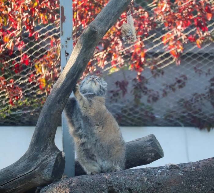 Mimi's Round Bun - Predatory animals, Wild animals, Cat family, Pallas' cat, Zoo, Small cats, The photo, Reddit, Reddit (link)