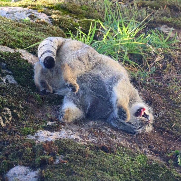 Mmmm! Come on, buy me a live chicken! - Predatory animals, Wild animals, Cat family, Pallas' cat, Zoo, Small cats, The photo, Young