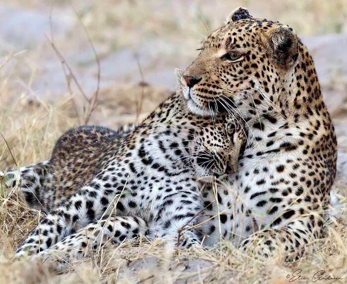 Mom is back - Young, Leopard, Big cats, Cat family, Predatory animals, Wild animals, wildlife, South Africa, The photo