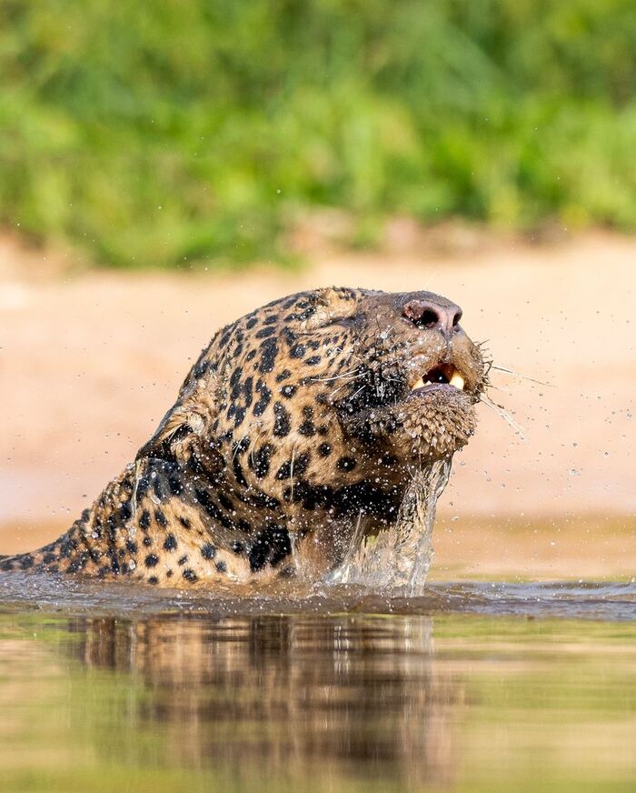 Вдох после ныряния