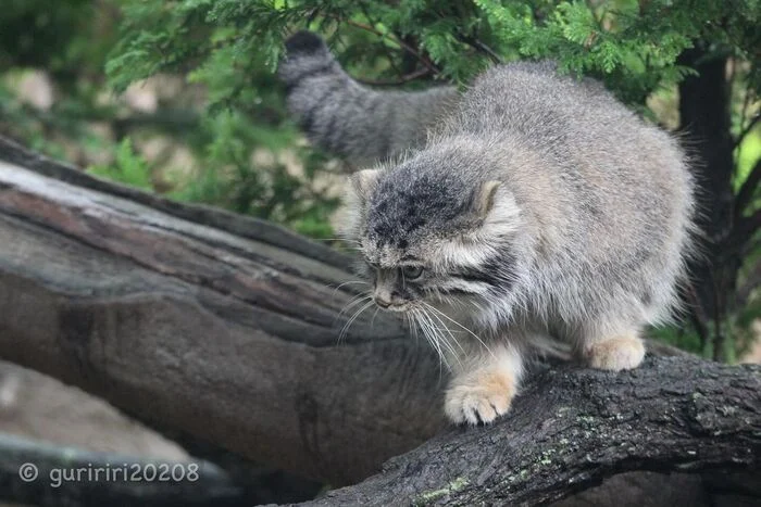 In Search of the Third Lunch - Predatory animals, Wild animals, Cat family, Pallas' cat, Zoo, The photo, Small cats