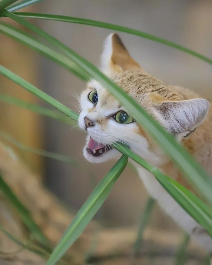 Snack - Sand cat, Small cats, Cat family, Predatory animals, Wild animals, Zoo, Grass, Kus, The photo