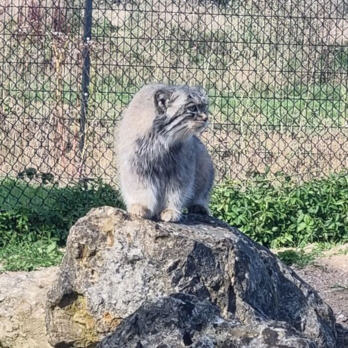 Atlan and Poppy - Pallas' cat, Cat family, Zoo, Predatory animals, Wild animals, Small cats, The photo, Video, Longpost