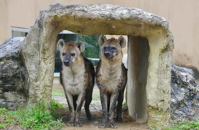 In the house - Hyena, Spotted Hyena, Predatory animals, Wild animals, Zoo, Rain, The photo