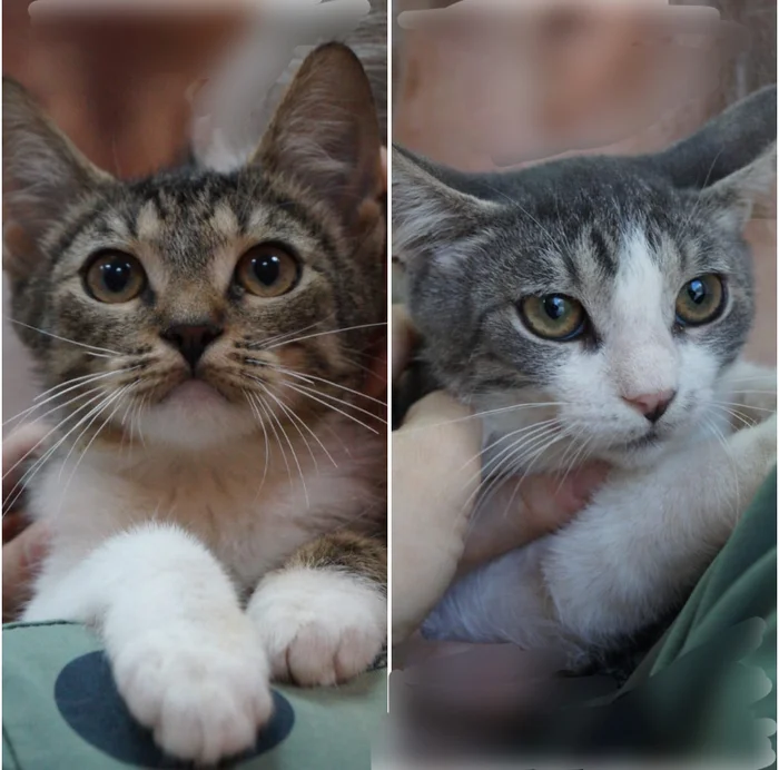 Inseparable brothers Arseniy and Arni will bring happiness and joy to the house - Kittens, In good hands, Happiness, Pets, Cat lovers, Fluffy, Care, Kindness, cat, Longpost