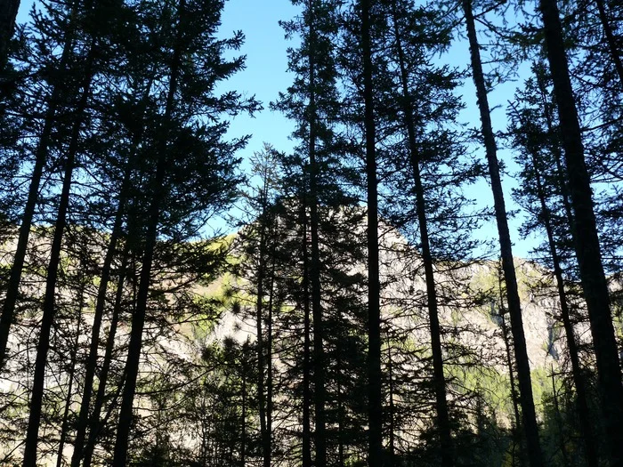 Good night! - The photo, Conifers, Forest, The mountains, Beautiful view, The rocks, Nature